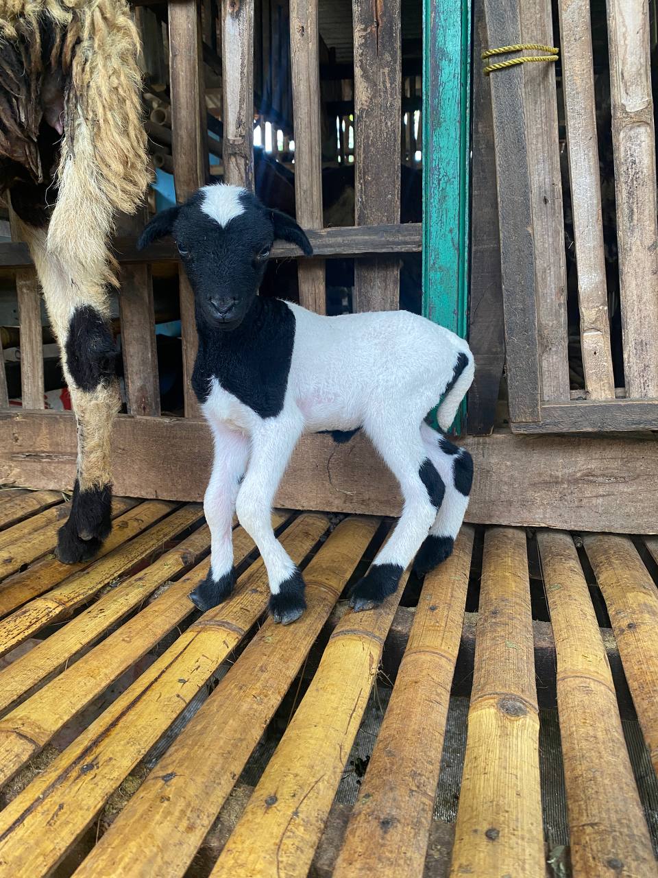 Small Livestock Farming: Planting Napier Grass as Feed Reserve