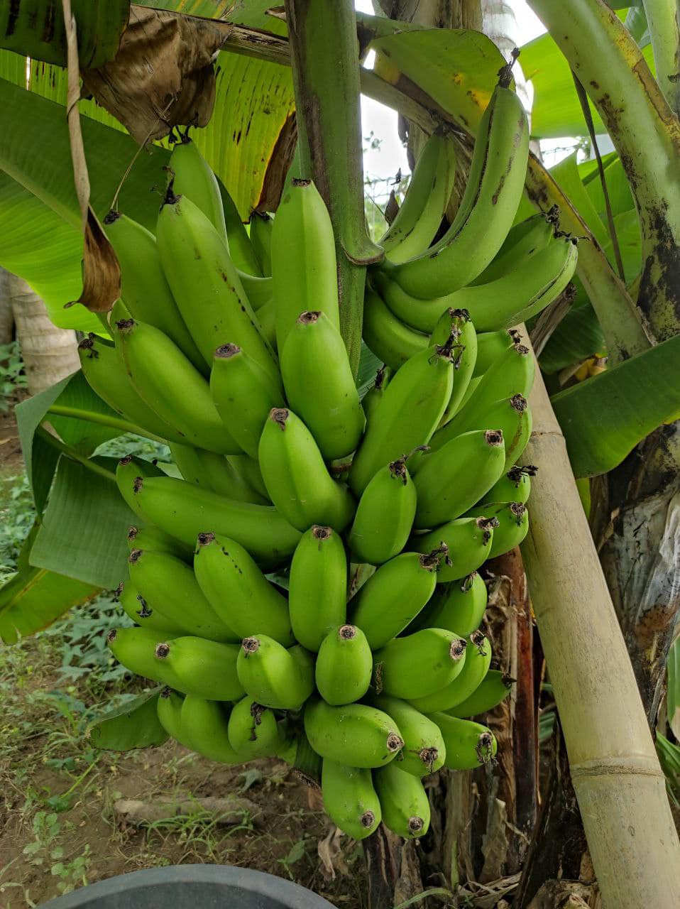 Favorite Banana Type for Snack