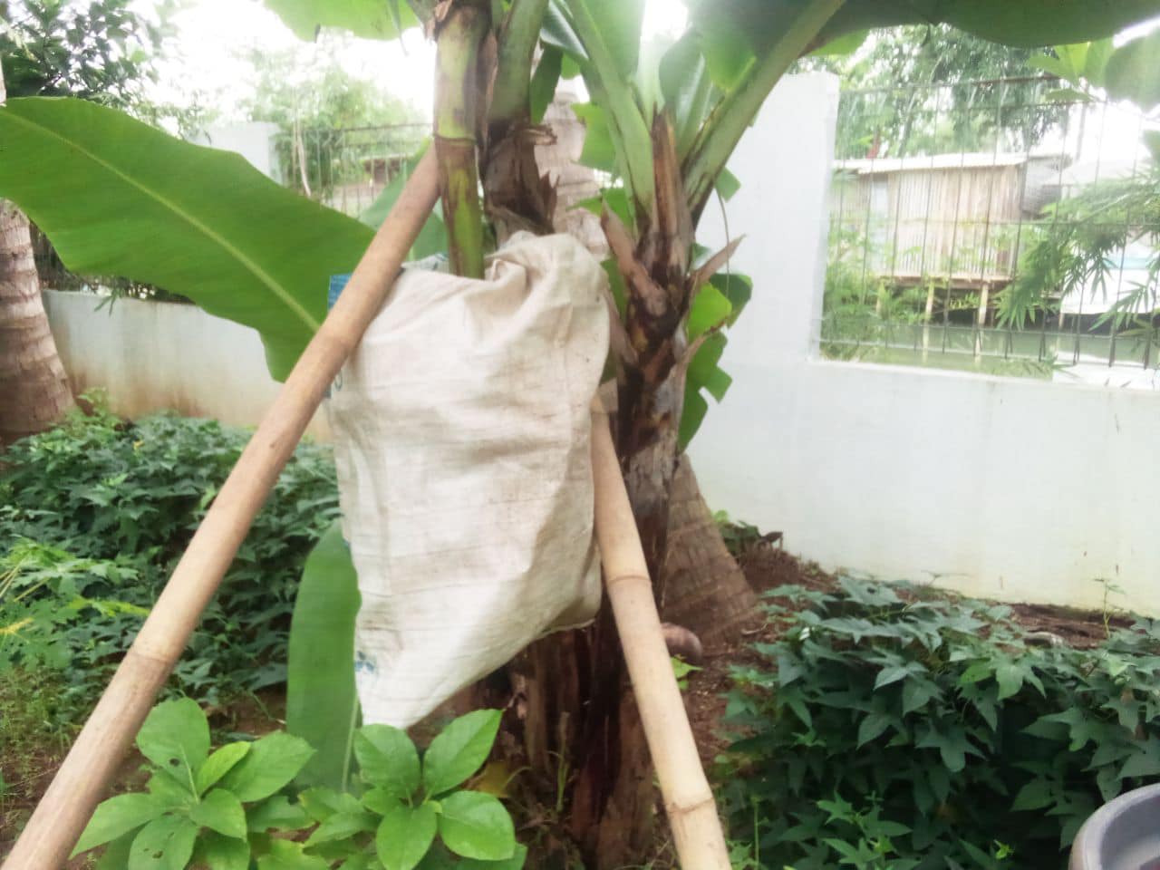 Harvesting Bananas