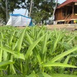 Gardening Tips: Growing Spinach and Water Spinach in Limited Space