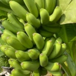 Tips for Saving and Making Money: Plant Once, Harvest Many Times