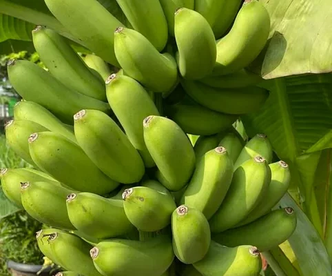 Tips for Saving and Making Money: Plant Once, Harvest Many Times
